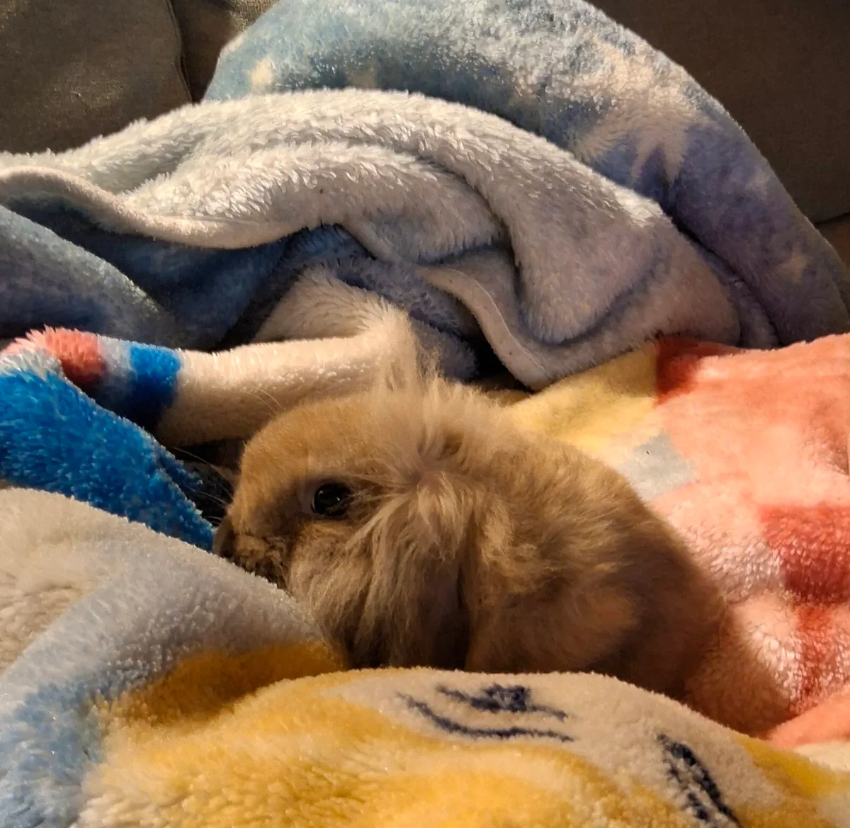 Rabbit - Image 2