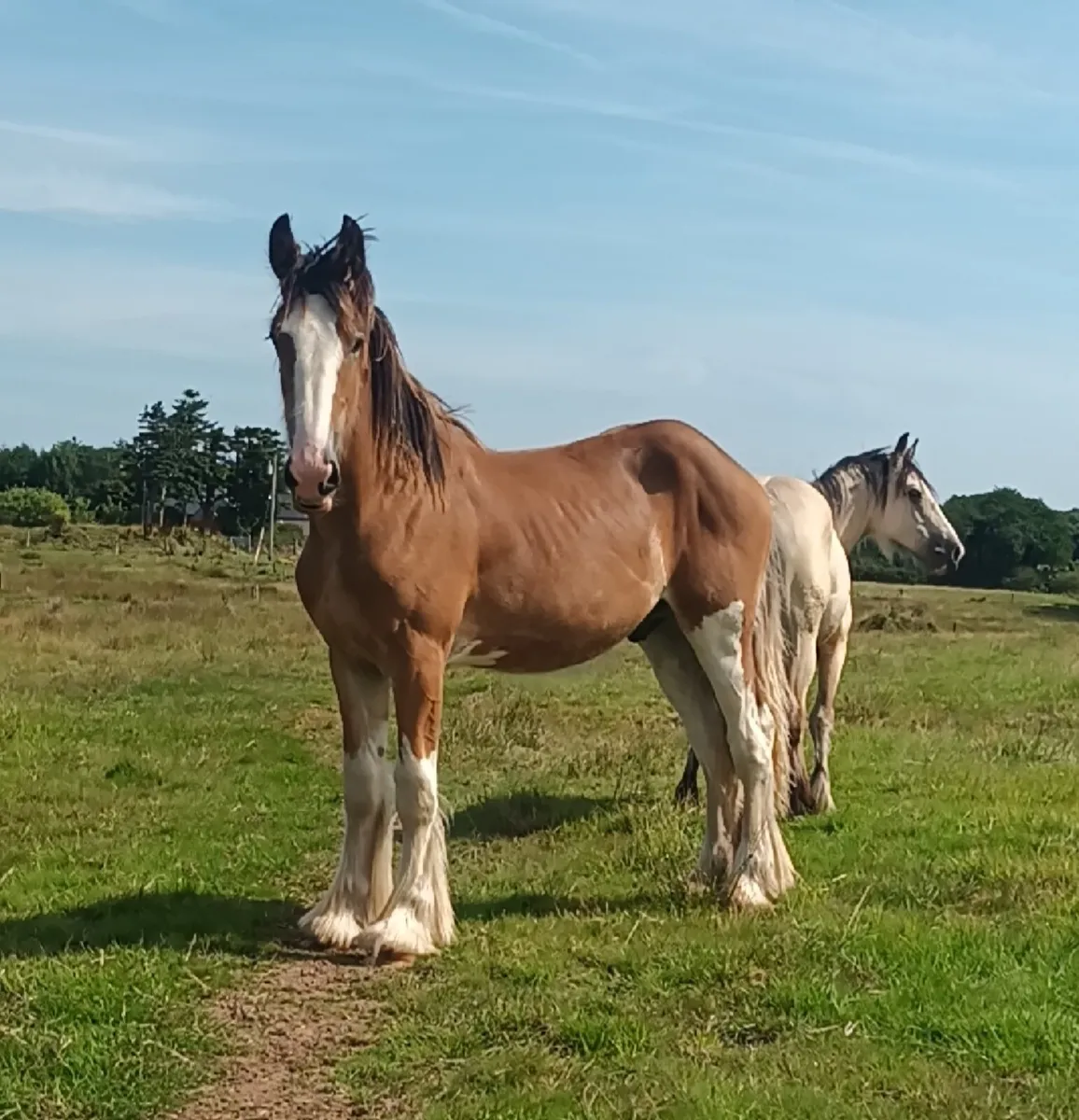 Gelding - Image 3