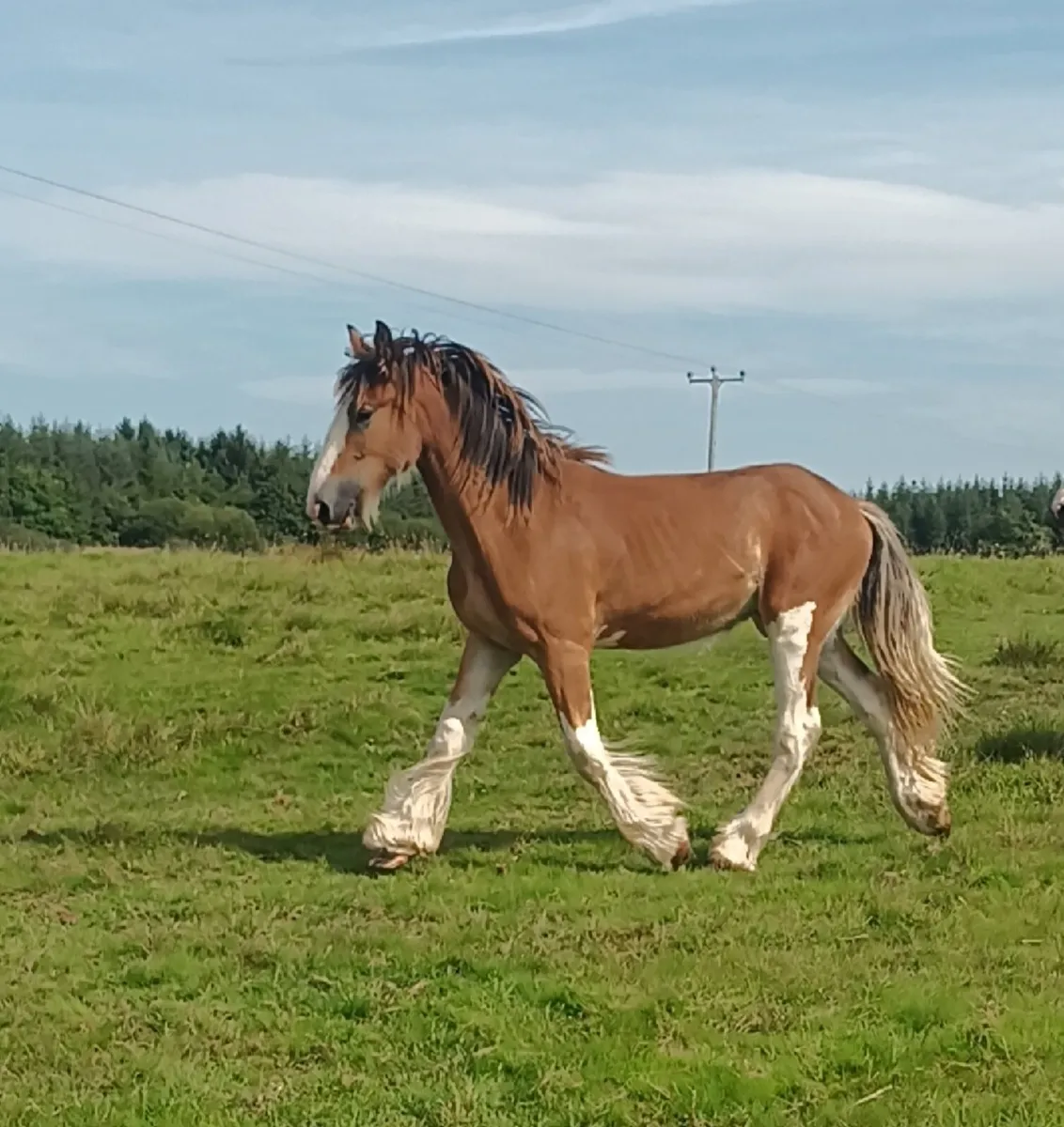 Gelding - Image 4