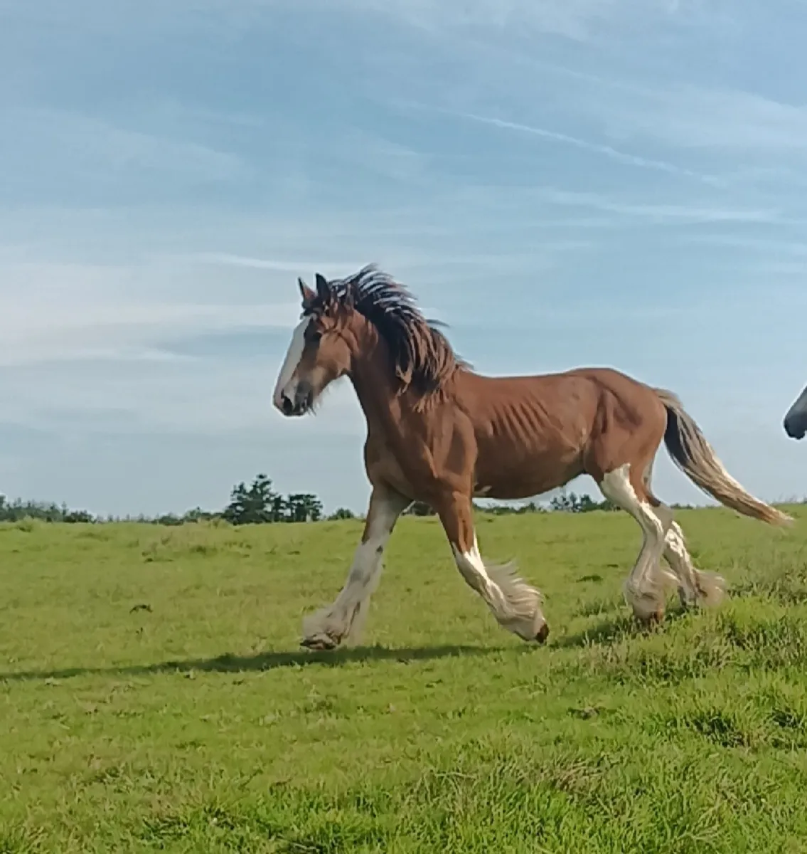 Gelding - Image 1