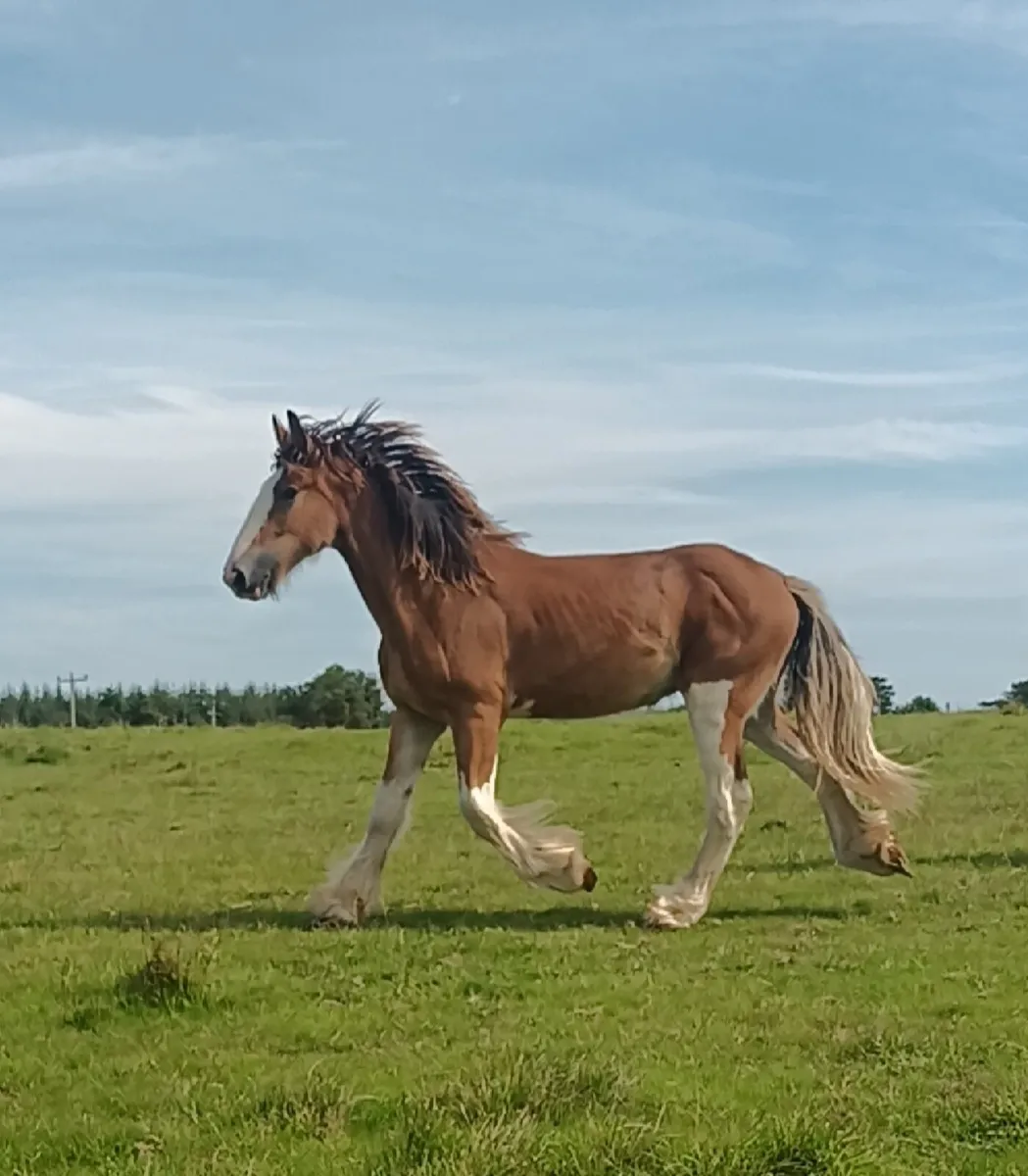 Gelding - Image 2