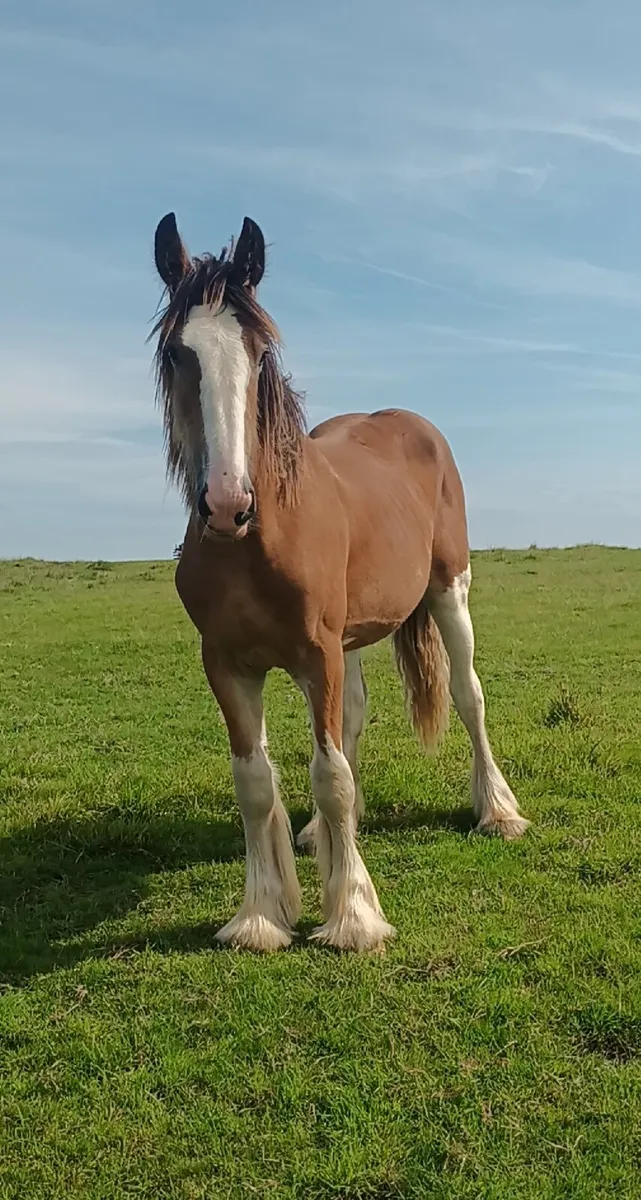 Gelding - Image 1