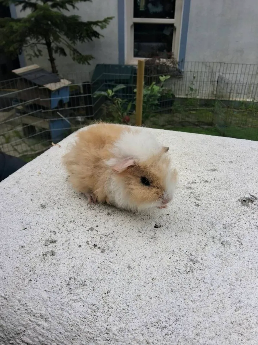 Guinea pigs - Image 1