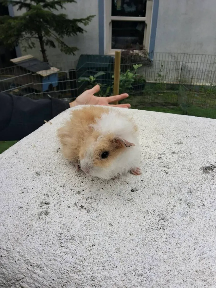 Guinea pigs - Image 2