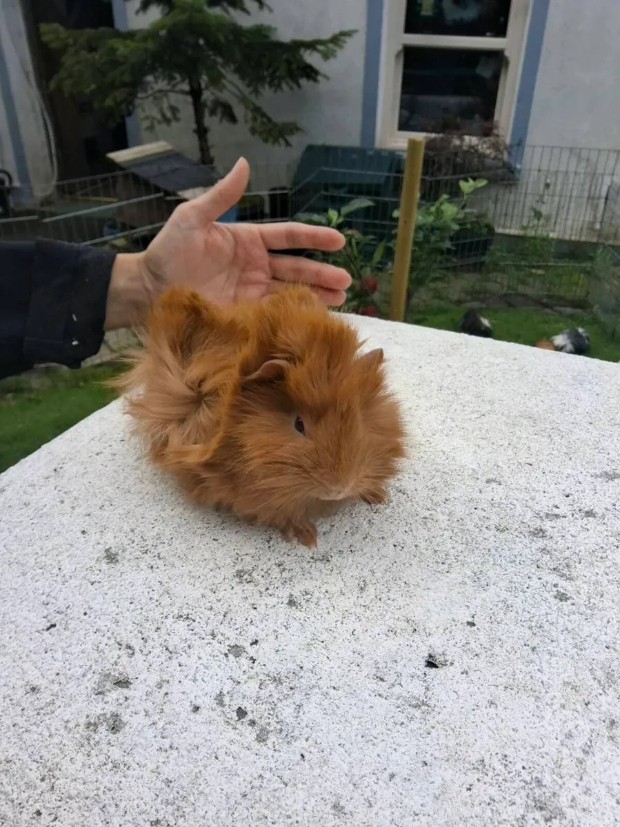 Guinea pigs - Image 3