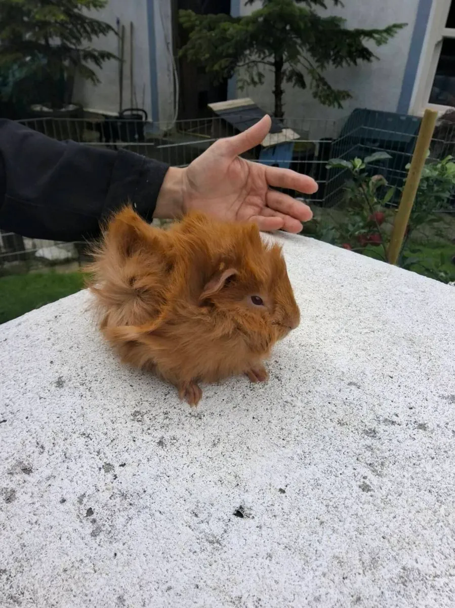 Guinea pigs - Image 4