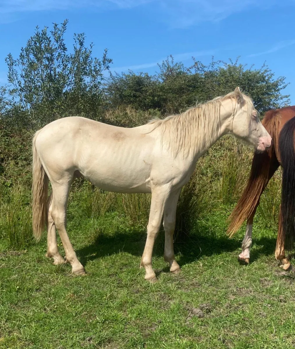 Registered Conemara cremello yearling colt - Image 3