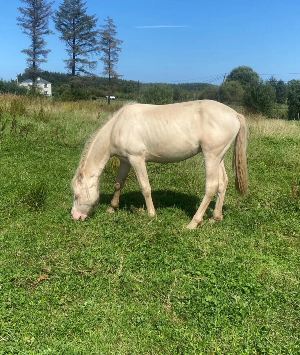 Registered Conemara cremello yearling colt - Image 4