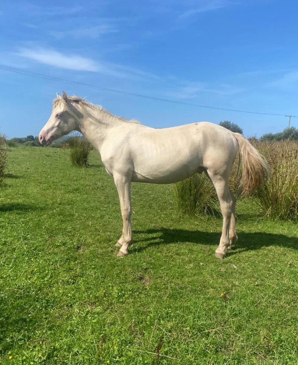 Registered Conemara cremello yearling colt - Image 1