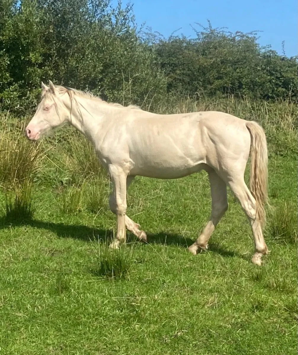 Registered Conemara cremello yearling colt - Image 2