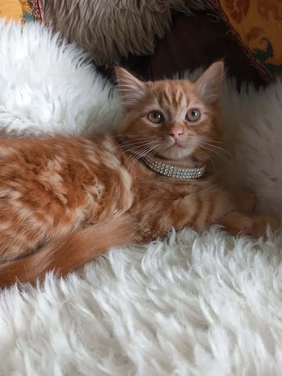 Beautiful Persian x - Image 2