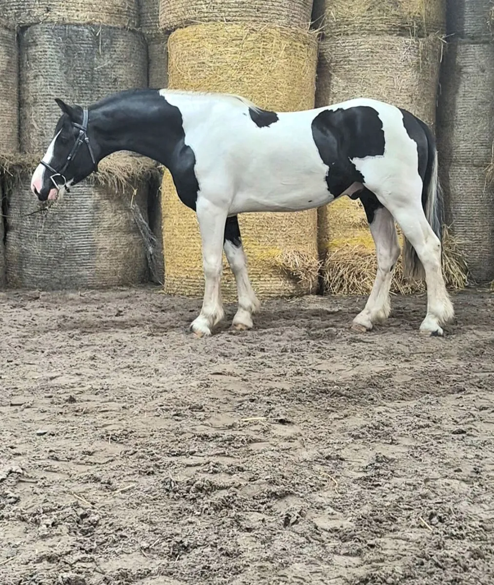 Potential Show Cob