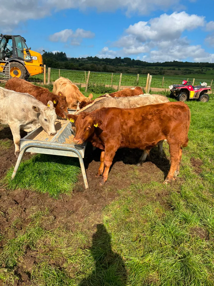 Charolais and lim bullocks - Image 4