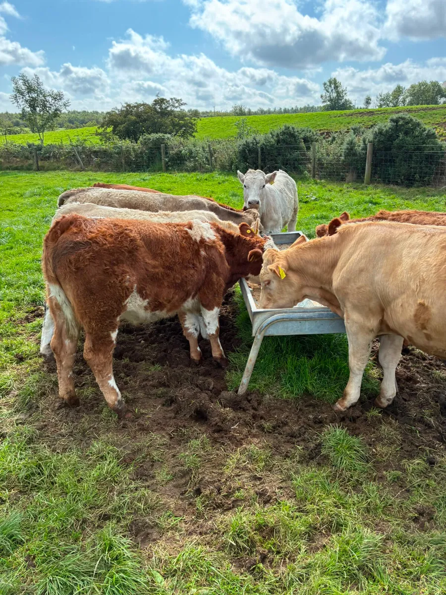 Charolais and lim bullocks - Image 3