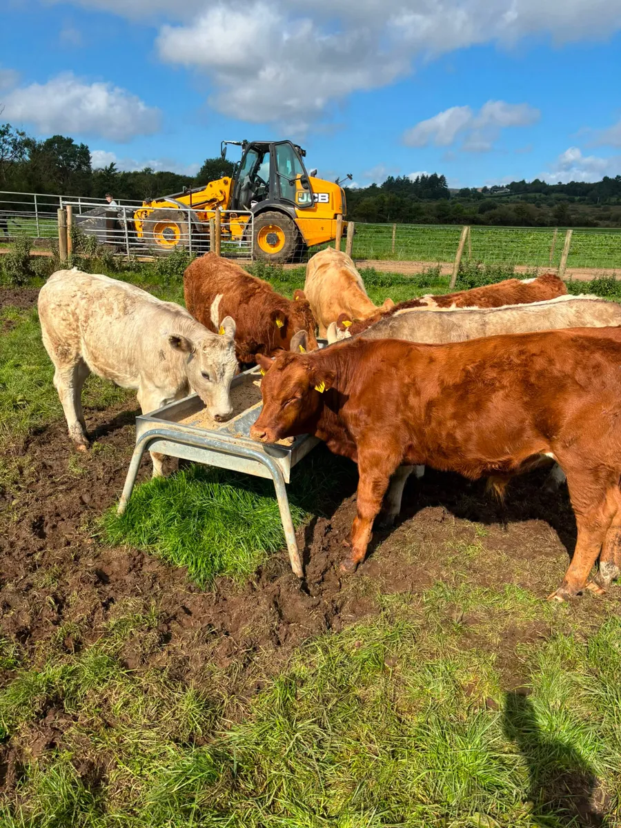 Charolais and lim bullocks - Image 2