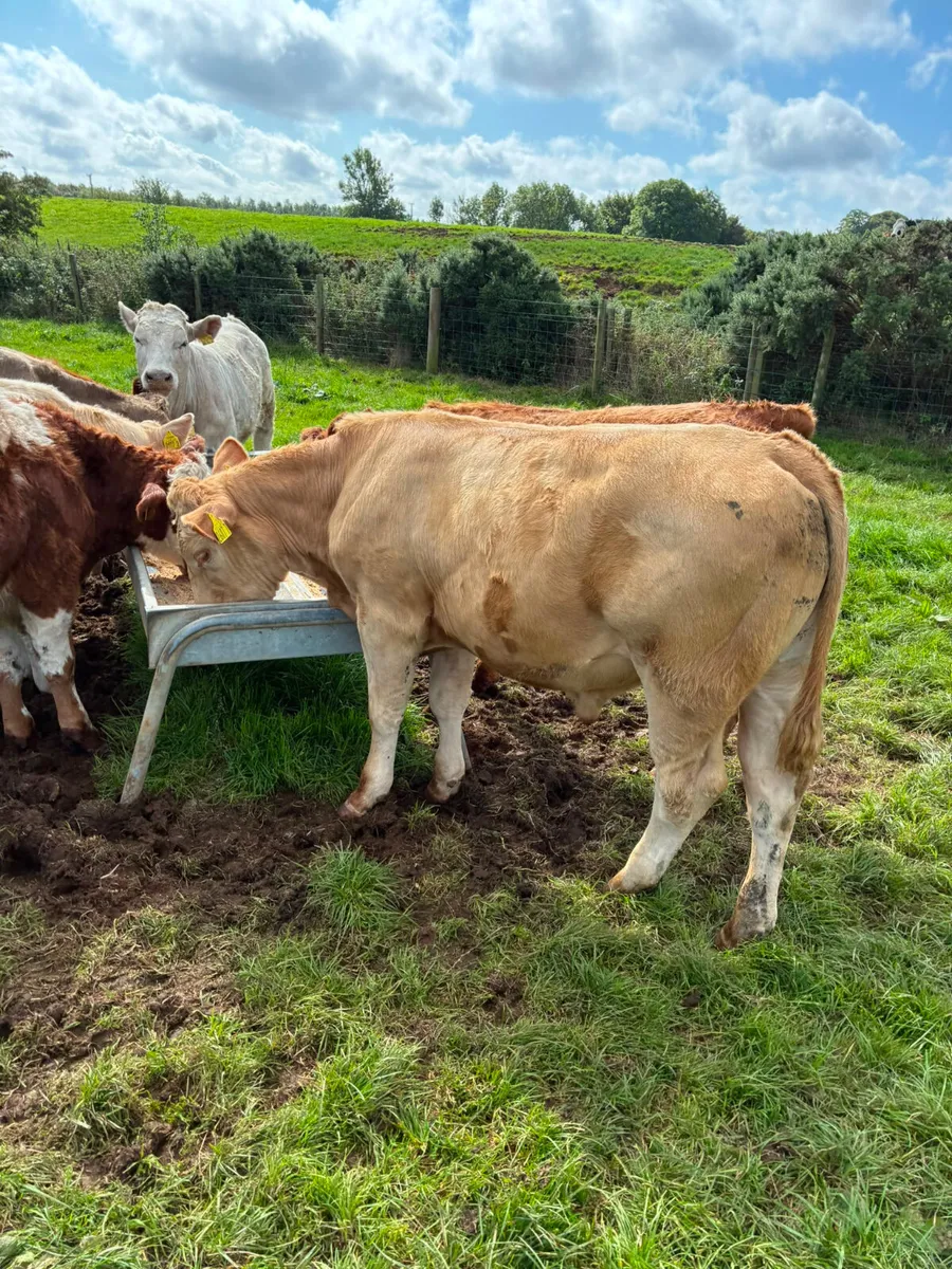 Charolais and lim bullocks - Image 1