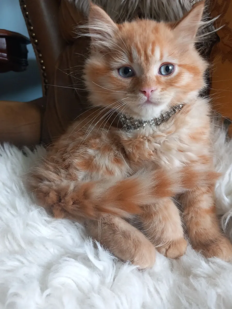 Beautiful Persian x - Image 2