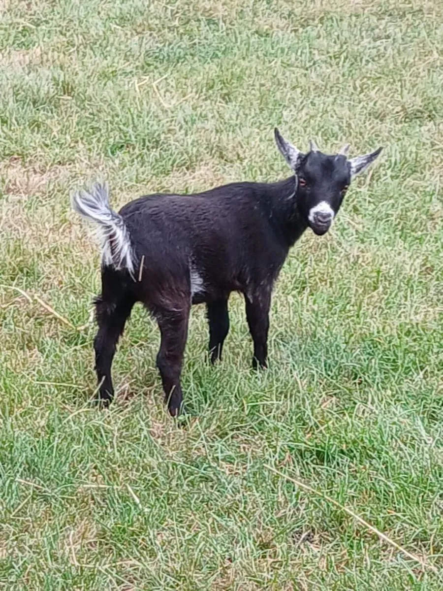 Purebred Female Pygmy Goat