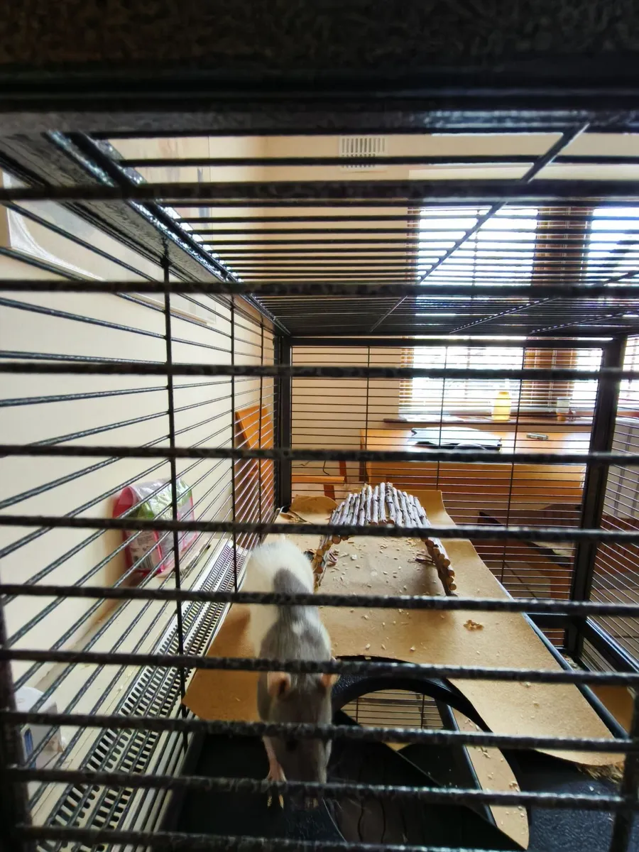 Pet fancy rat - Image 2