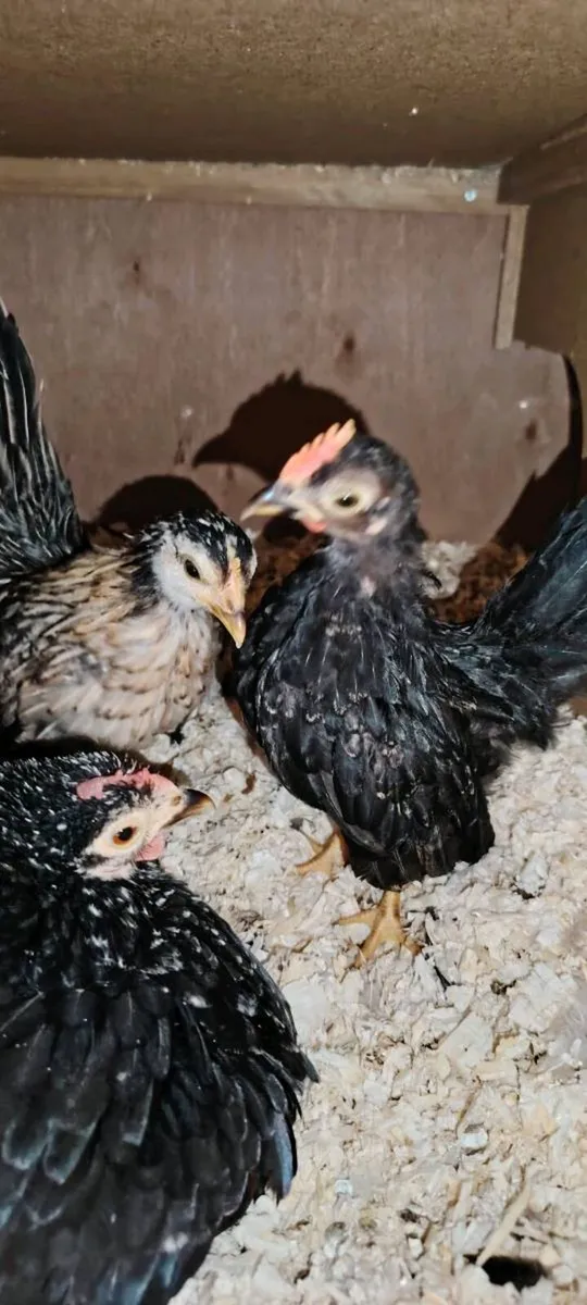 Orpington hens, roosters - Image 2