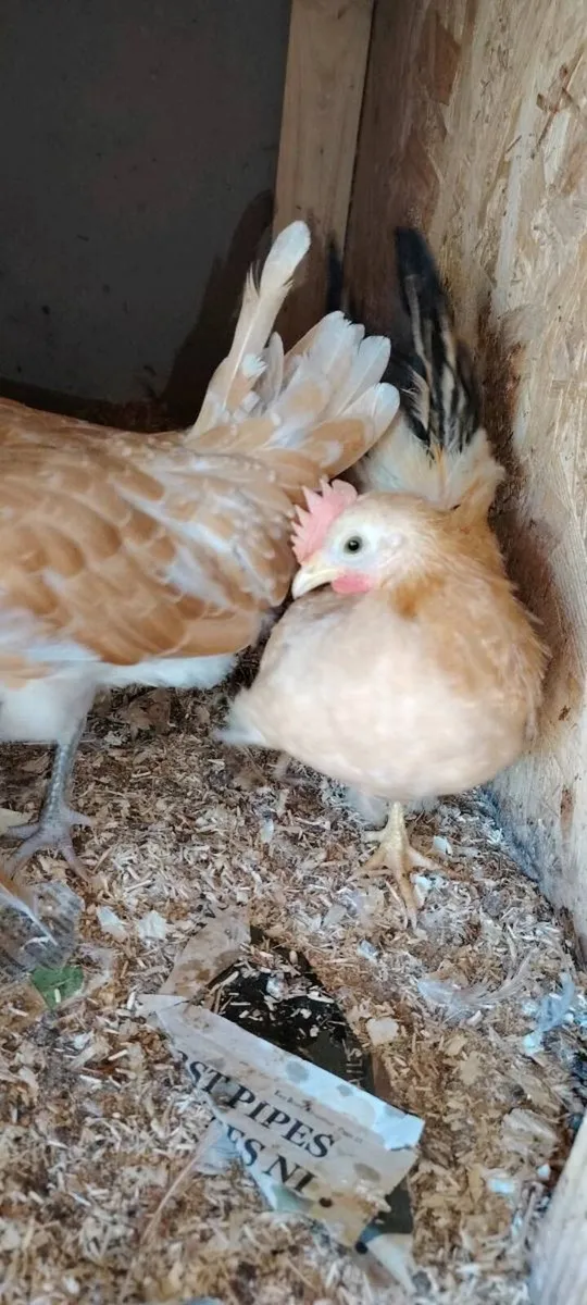 Orpington hens, roosters - Image 3