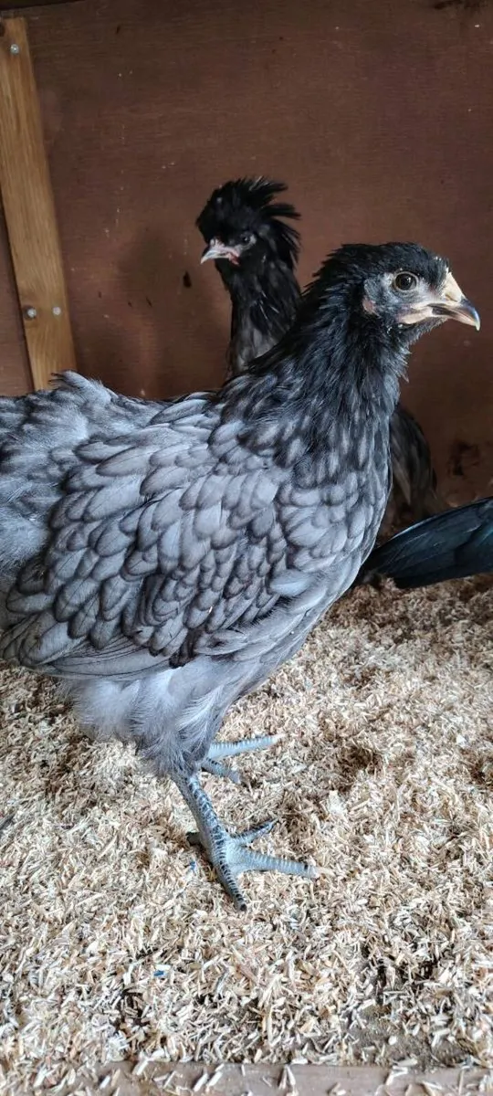 Orpington hens, roosters - Image 1