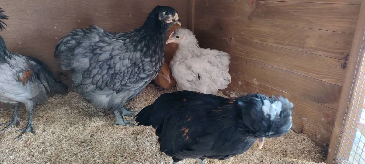 Orpington hens, roosters - Image 4