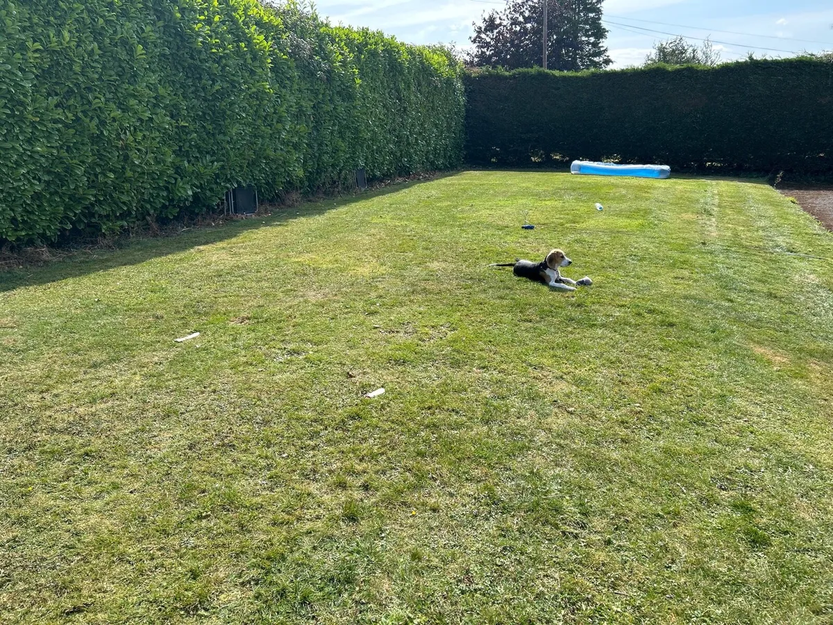 Dog sitting service in Delvin private house. - Image 4