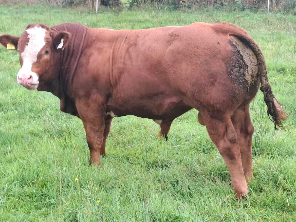 10 E & U Grade Weanling Bulls Mohill August 26th - Image 1