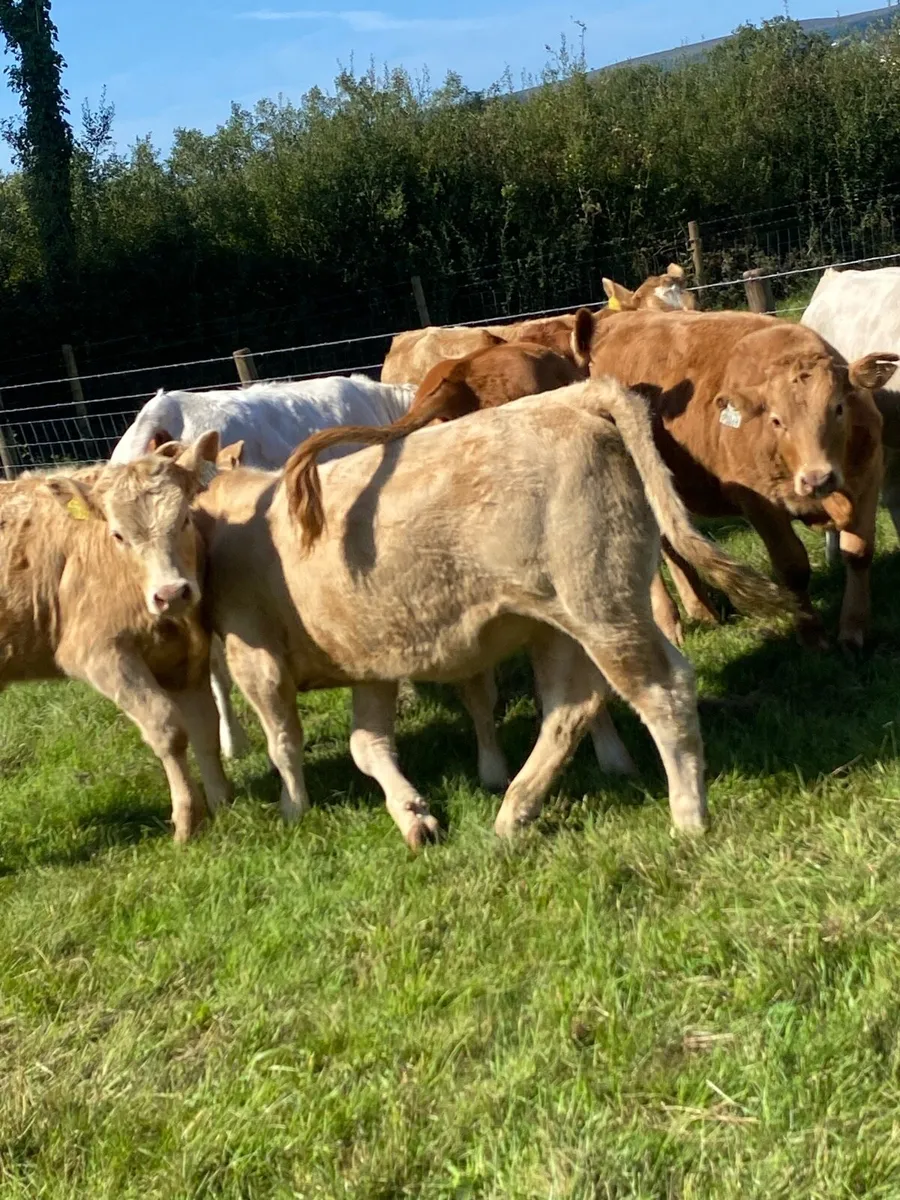 8 super suckler bred heifer weanlings - Image 1