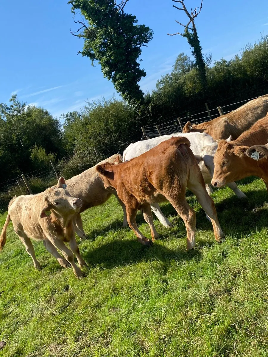 8 super suckler bred heifer weanlings - Image 2
