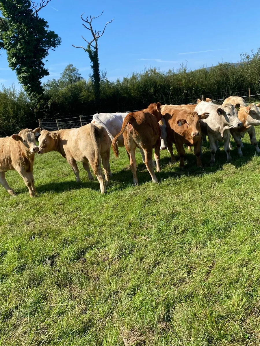 8 super suckler bred heifer weanlings - Image 3
