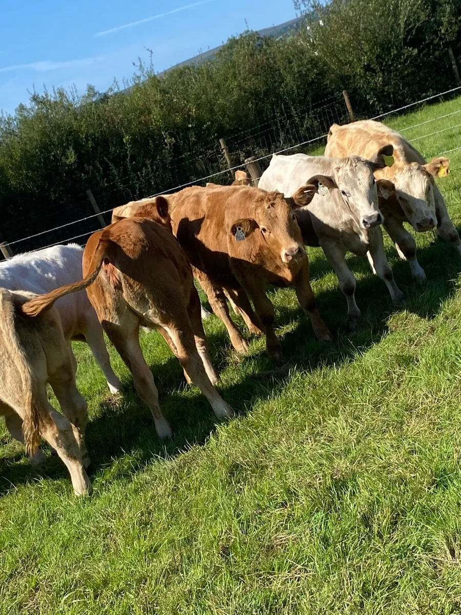 8 super suckler bred heifer weanlings - Image 4