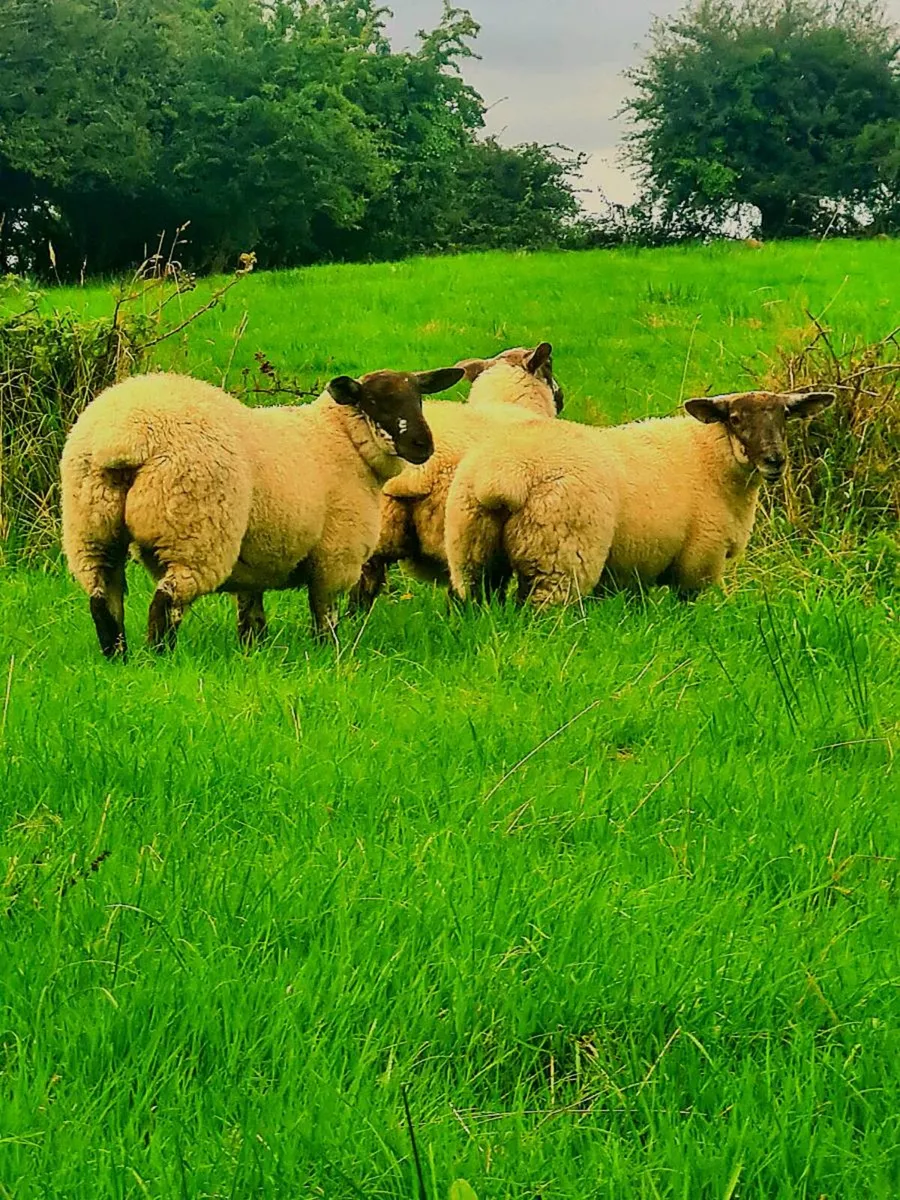 Suftex breeding ewe lambs - Image 1
