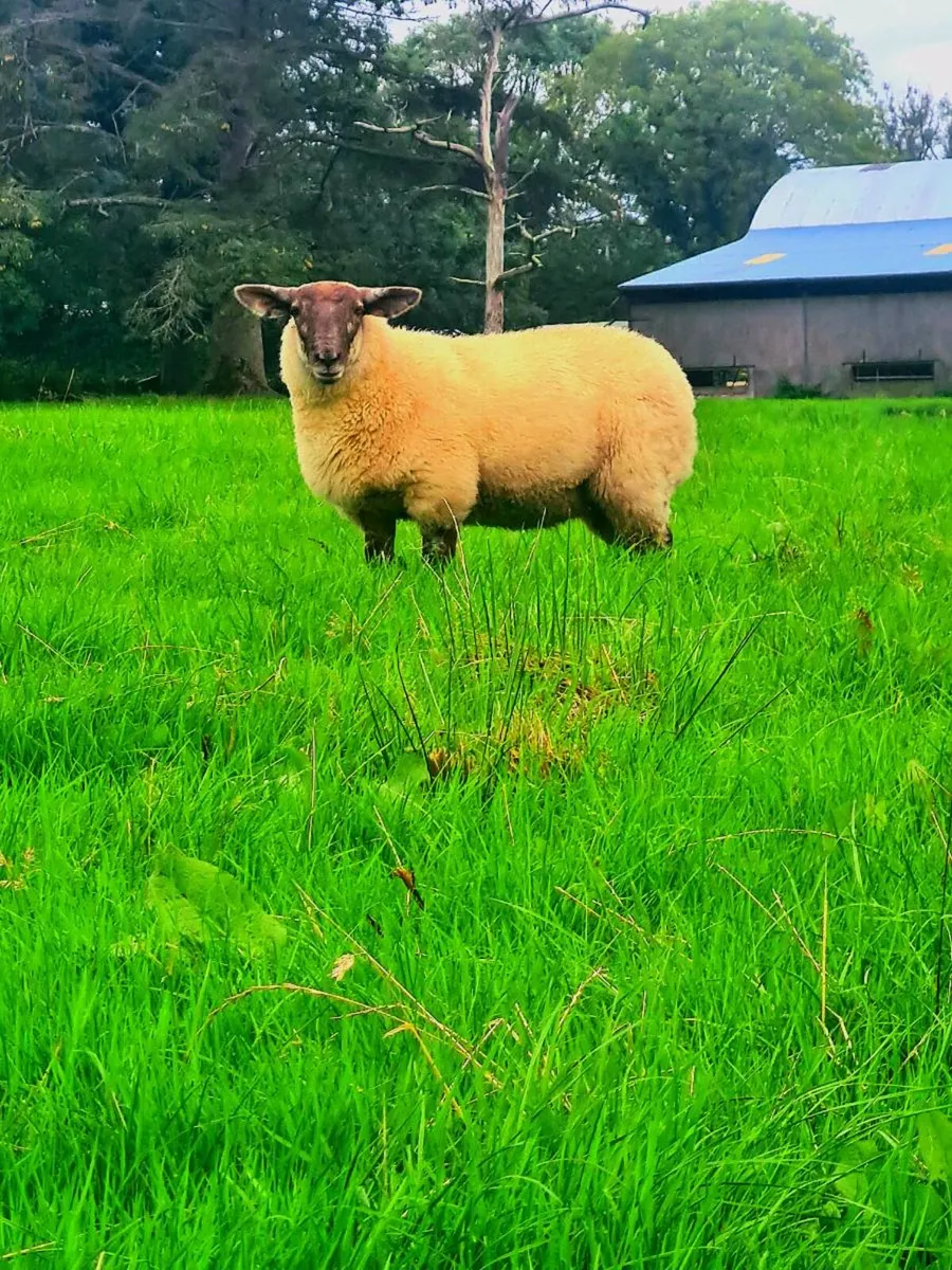 Suftex breeding ewe lambs - Image 2