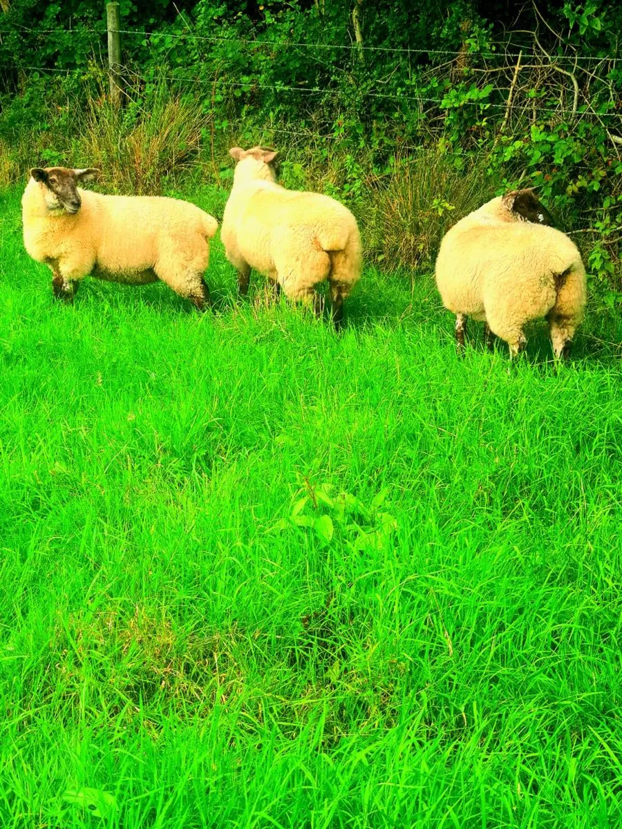 Suftex breeding ewe lambs - Image 4