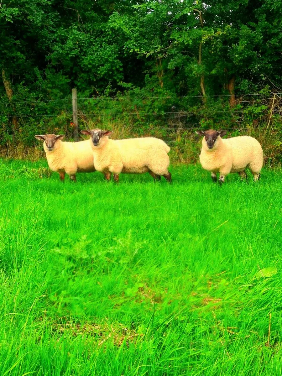 Suftex breeding ewe lambs - Image 3