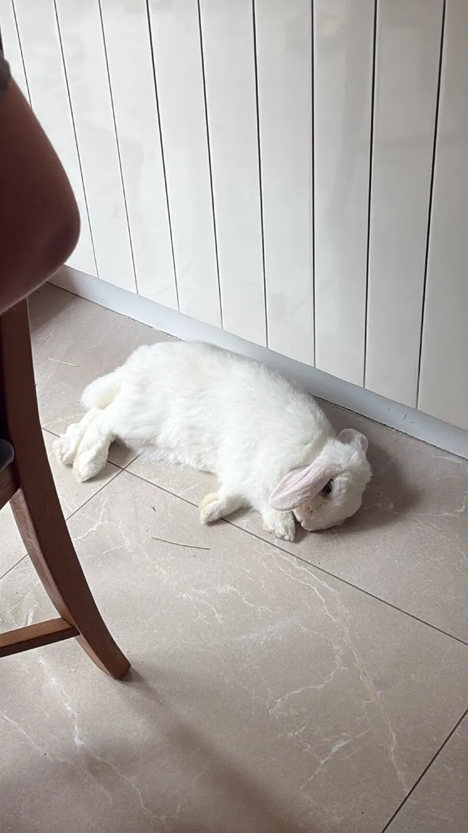 Bunny Looking for Forever Home - Image 3