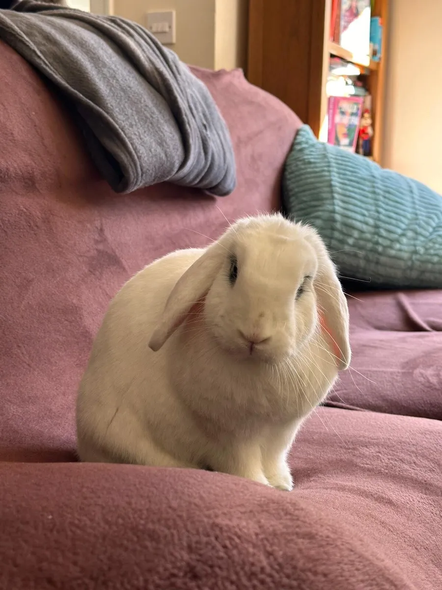 Bunny Looking for Forever Home - Image 2