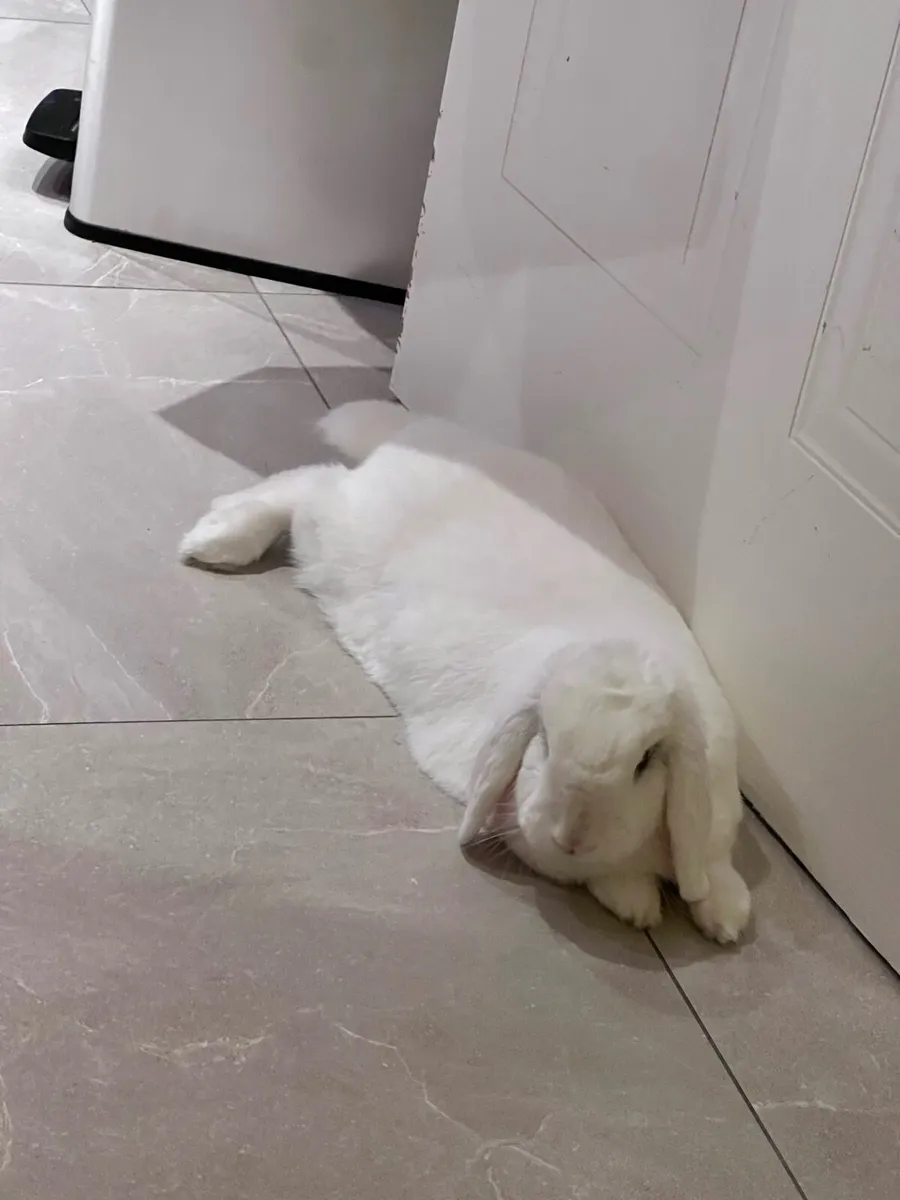 Bunny Looking for Forever Home - Image 4