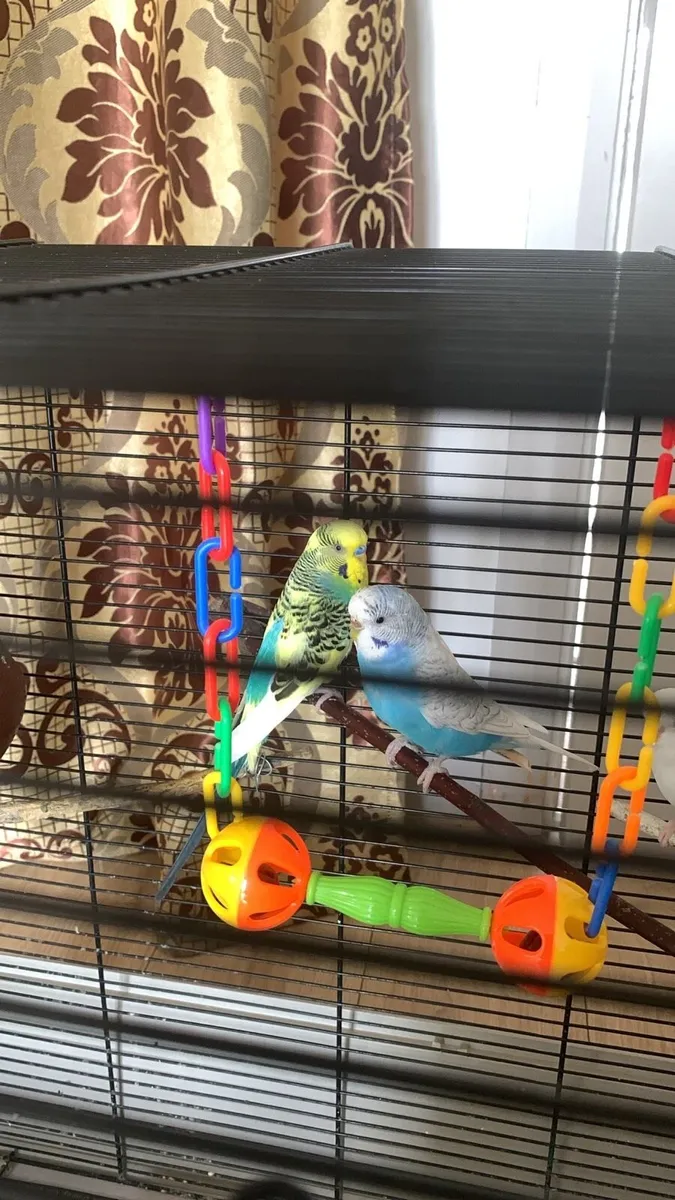parrot for sale 4 - Image 1