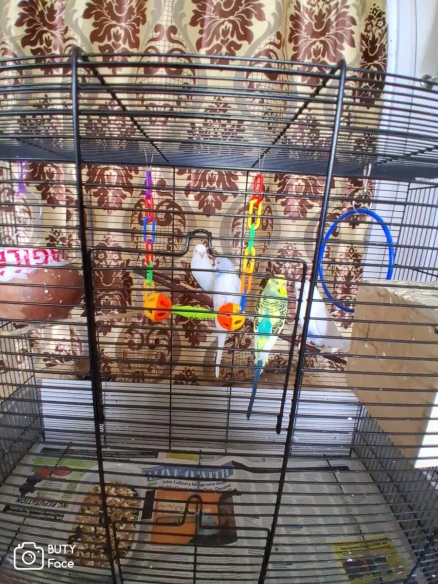 parrot for sale 4 - Image 3