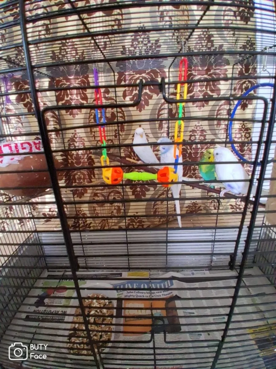 parrot for sale 4 - Image 4