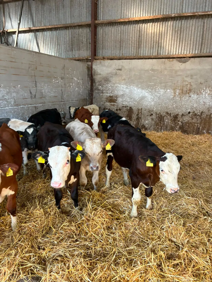 Bulls - Image 4