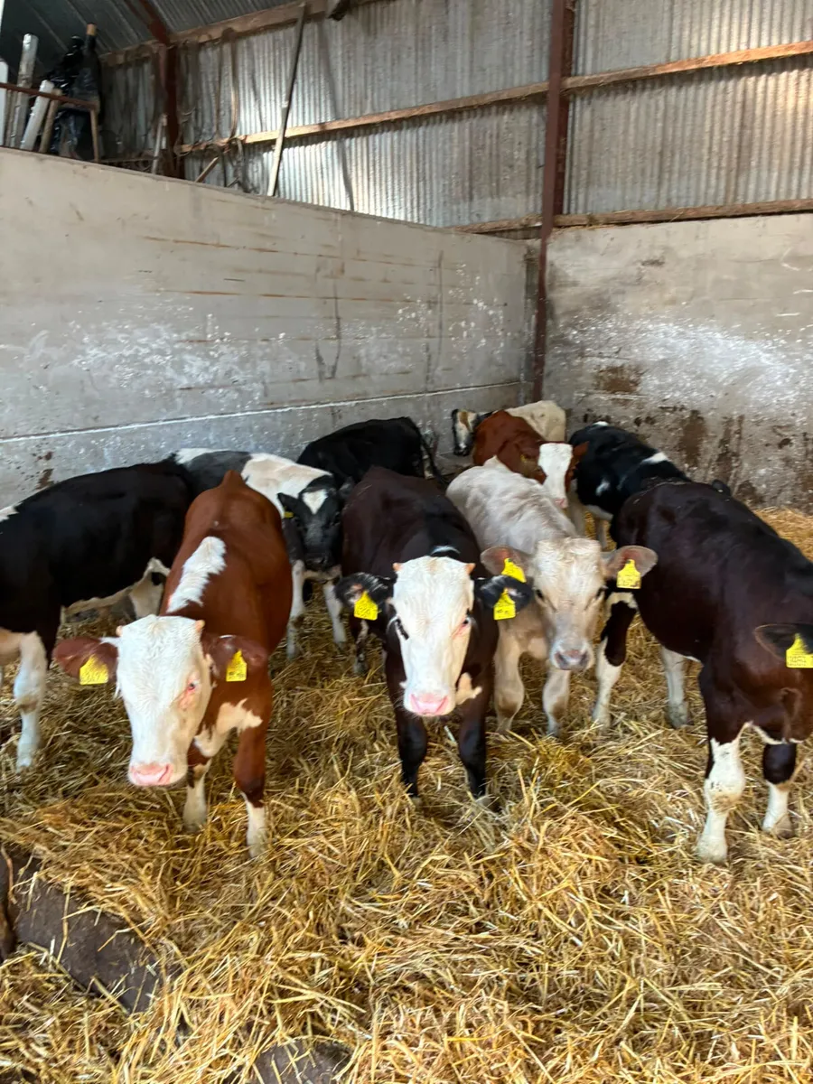 Bulls - Image 1