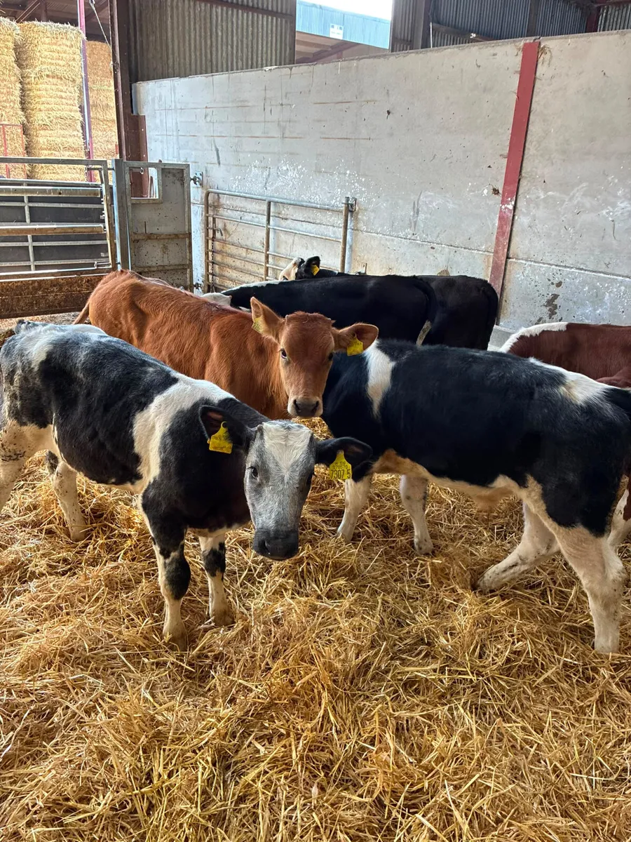 Bulls - Image 2