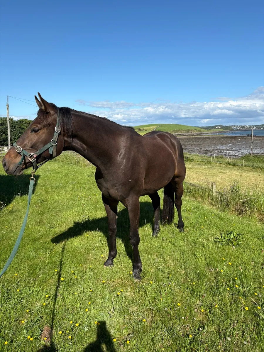 3 years old gelding 16.1 - Image 1