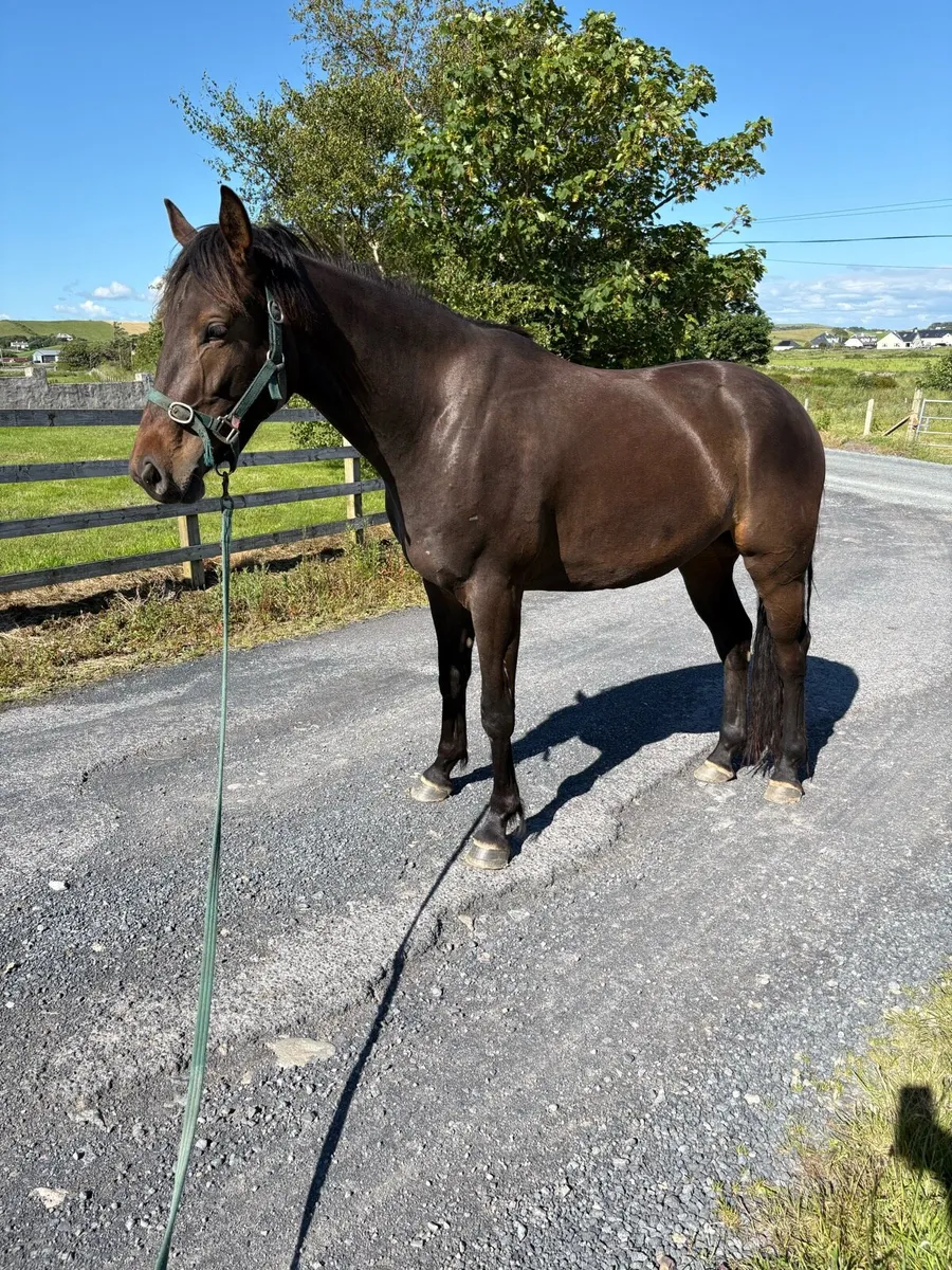 3 years old gelding 16.1 - Image 2