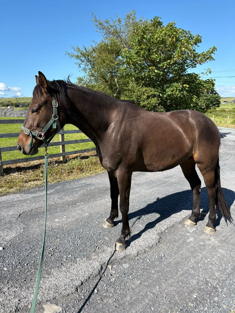 3 years old gelding 16.1 - Image 3