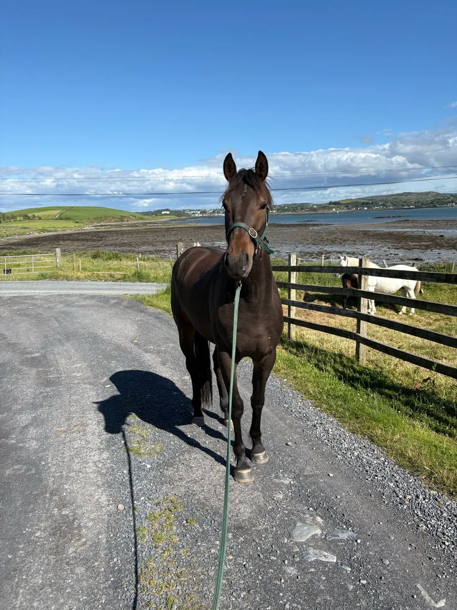 3 years old gelding 16.1 - Image 4